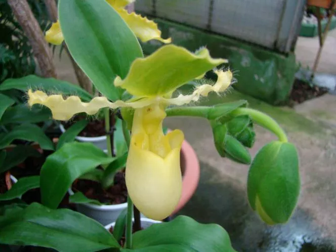 Paphiopedilum=сабо - Paphiopedilum