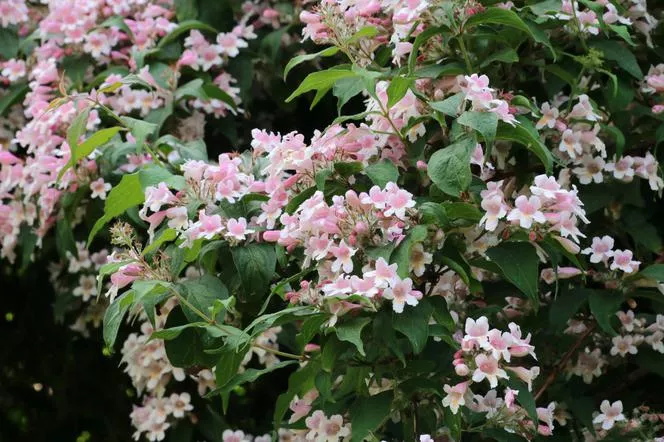 Viburnum opulus 'Roseum'