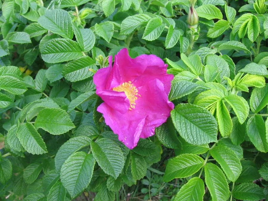 Бръчка роза=R. rugosa=японски R. - Rosa rugosa