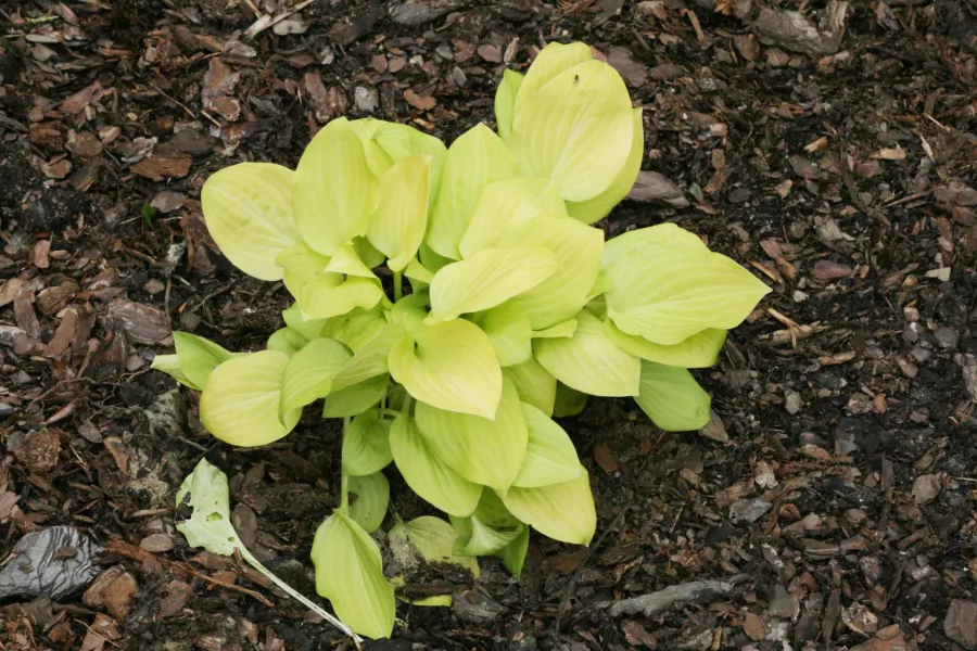 Funkia 'Vanilla Cream' - Hosta hybrida 'Vanilla Cream'