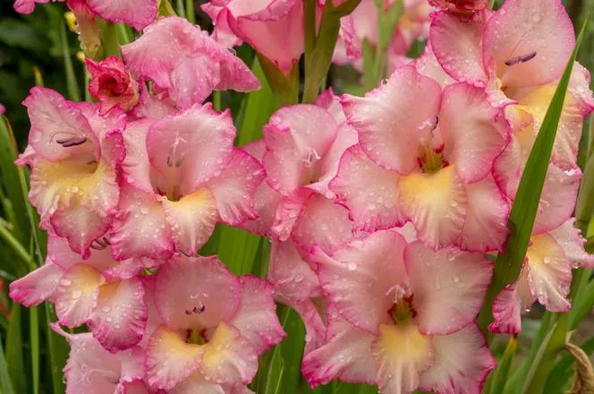 Gladiolus × hybridus