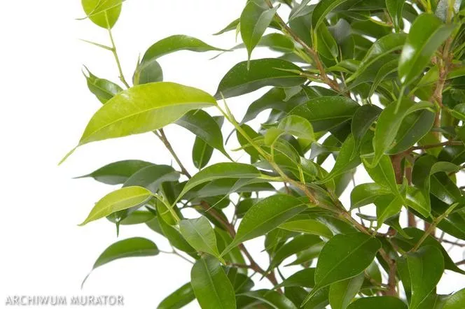 Ficus benjamina=Ficus benjamina - Ficus benjamina