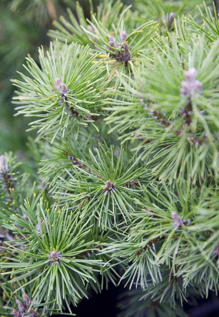 Планински бор (Mops Pine) 'Pug' - Pinus mugo 'Mops'