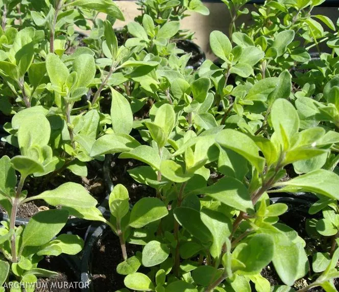 Mercanköşk=Origanum Majorana=Majorana hortensis