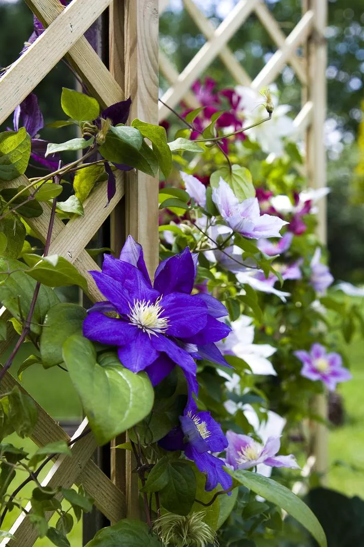 Едроцветен клематис - Clematis x hybrida