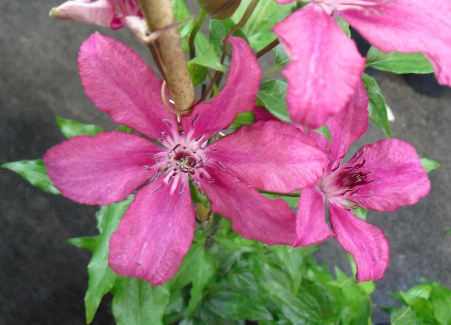 Clematis 'Barbara'PBR - Clematis 'Barbara'PBR