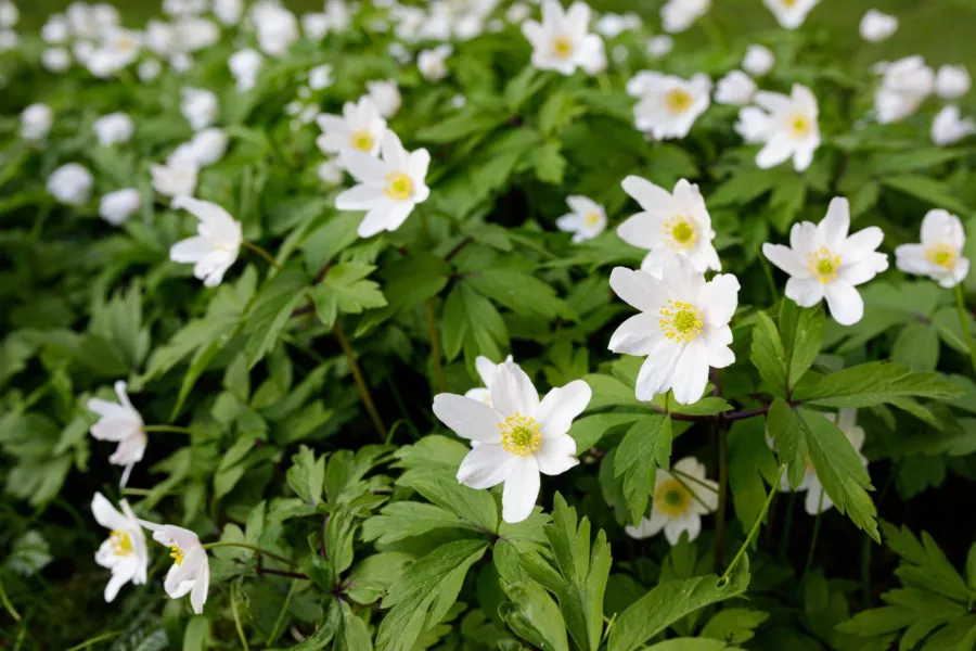 Дървесна анемона - Anemone nemorosa