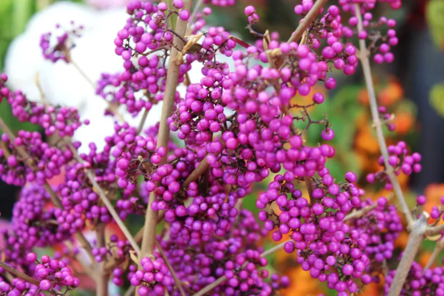 Beauty Bodiniera 'Giralda' - Callicarpa bodinieri 'Giraldii'