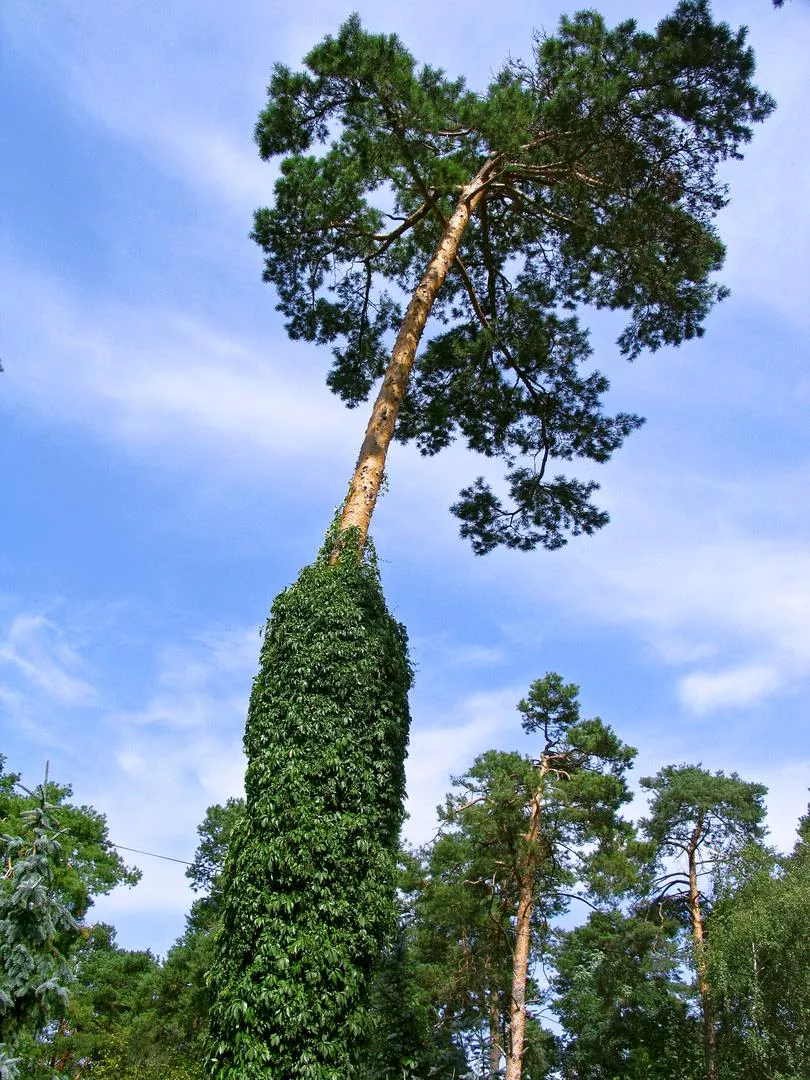 Бял бор - Pinus sylvestris