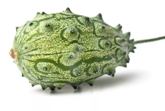 Kiwano=бодлива краставица - Cucumis metuliferus