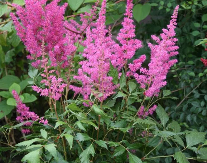 Tawułka Arends - Astilbe × arendsii