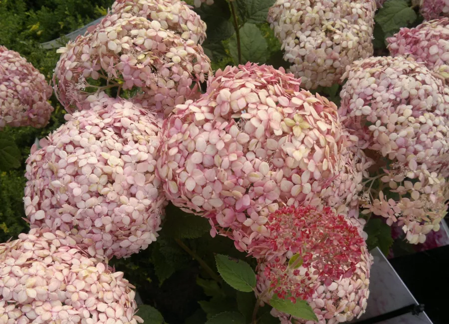 Дървовидна хортензия SPIRIT 'Invincibelle' - Hydrangea arborescens SPIRIT 'Invincibelle'