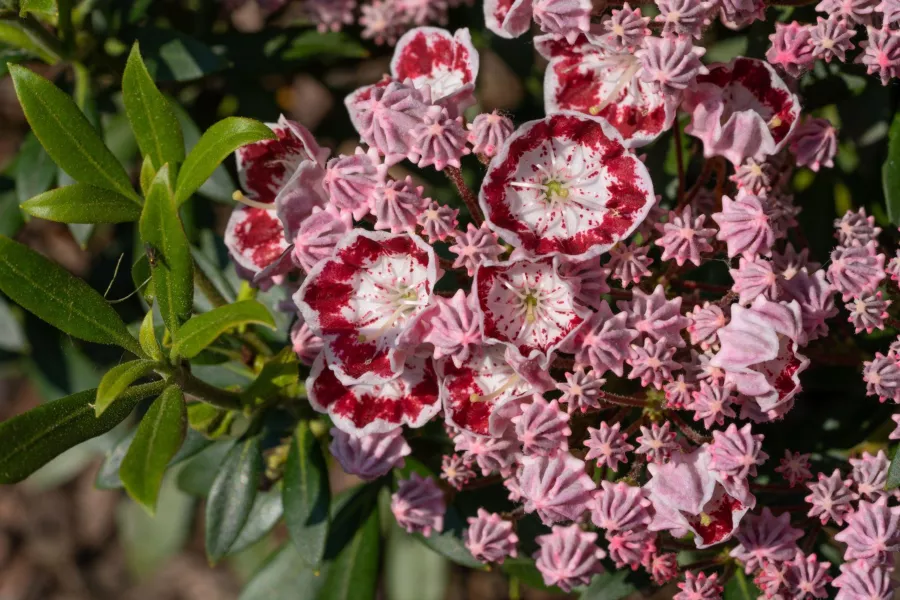 Калмия широколистна - Kalmia latifolia