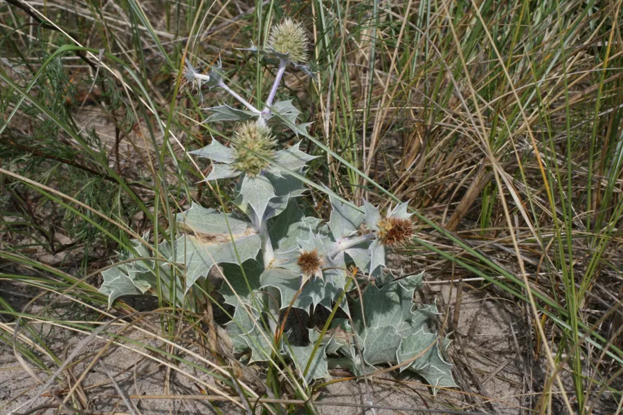 Морска горичка - Eryngium maritimum