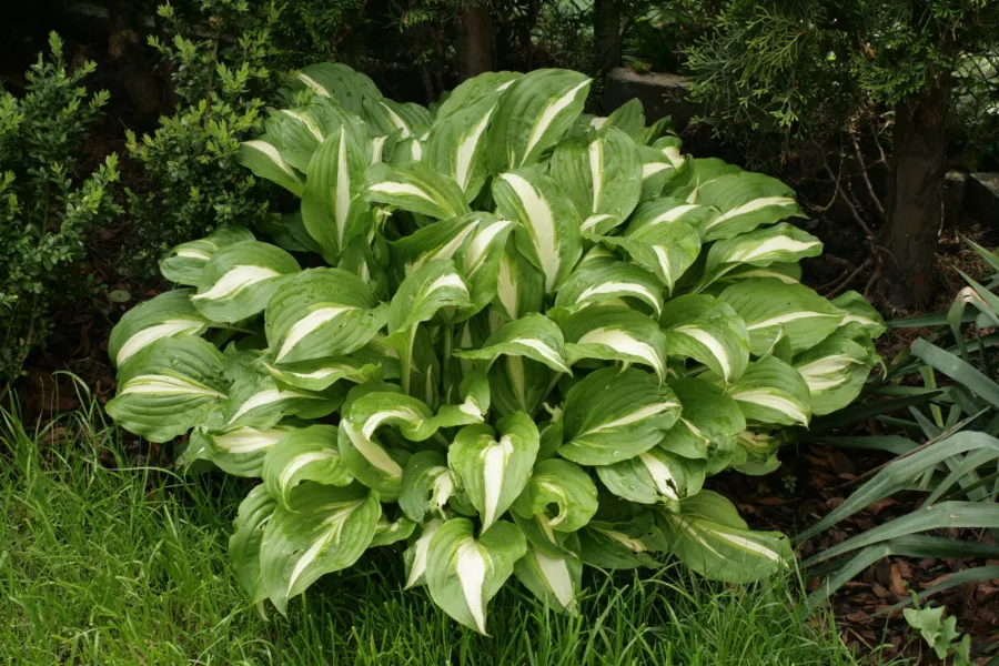 Hosta undulata 'Univittata'