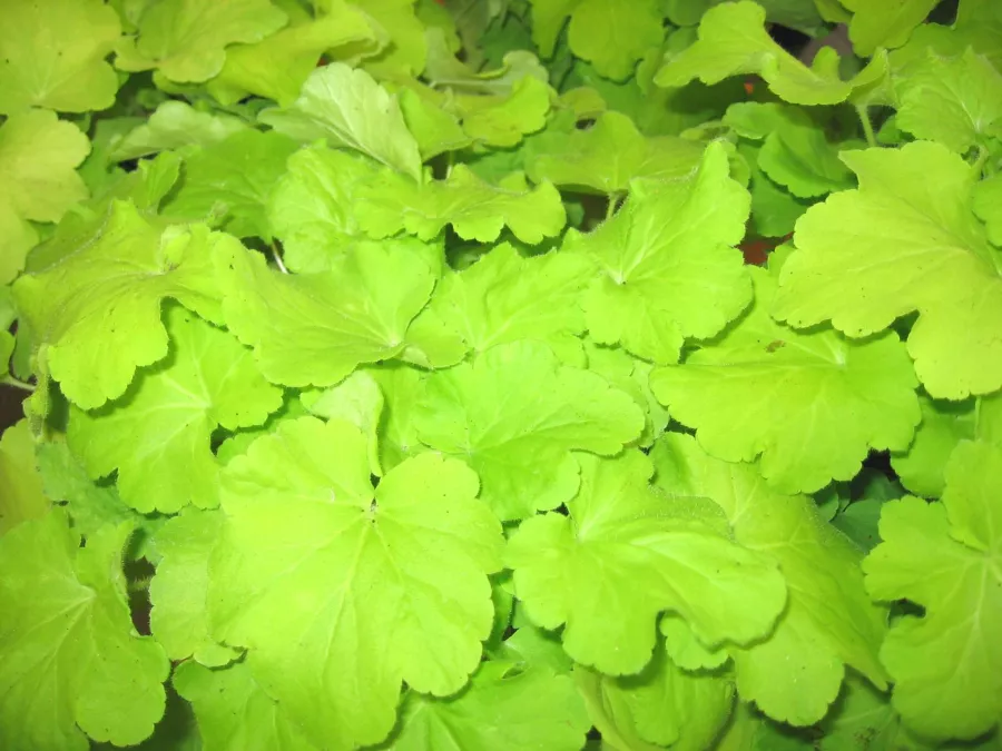 Heuchera 'Citronelle' PBR - Heuchera 'Citronelle' PBR