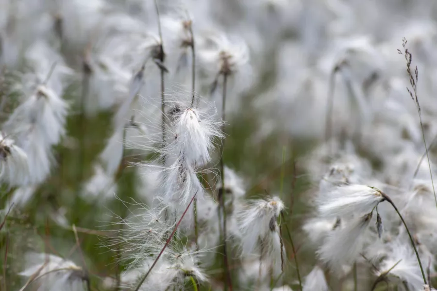 Eriophorum angustifolium