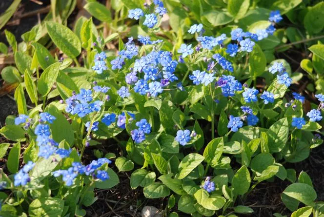 Извор Улудка - Omphalodes verna