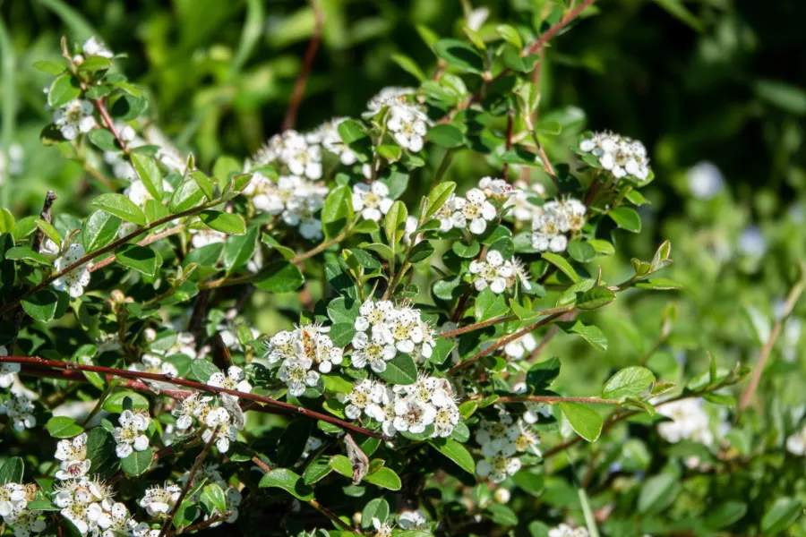 Irga Dammera 'Major' - Cotoneaster dammeri 'Major'