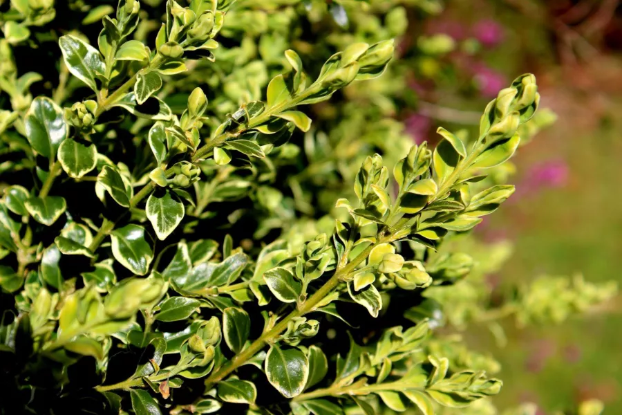 Вечнозелен чемшир "Variegata" - Buxus sempervirens "Variegata"