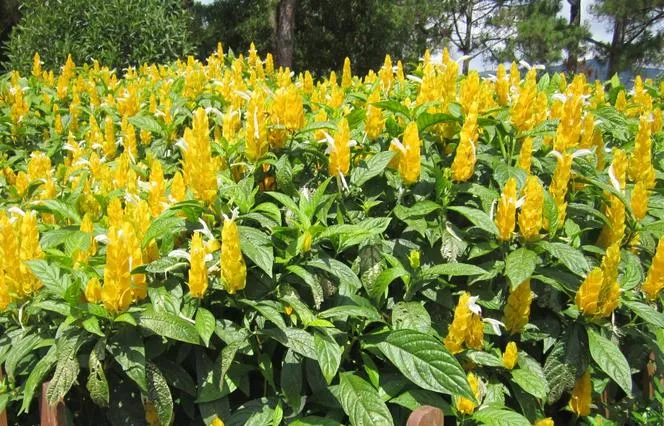 Pachystachys yellow - Pachystachys lutea