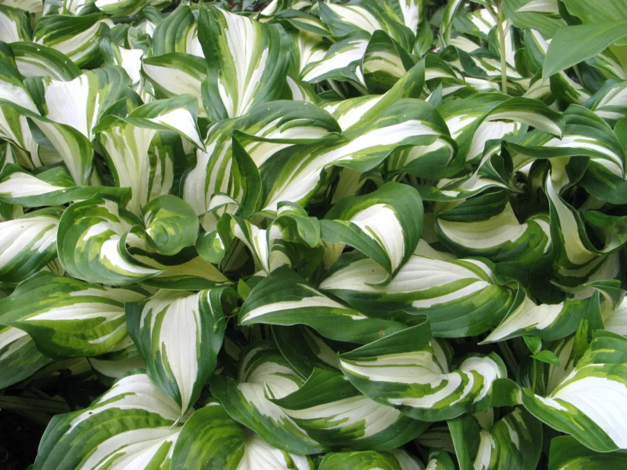 Hosta undulata 'Mediovariegata'