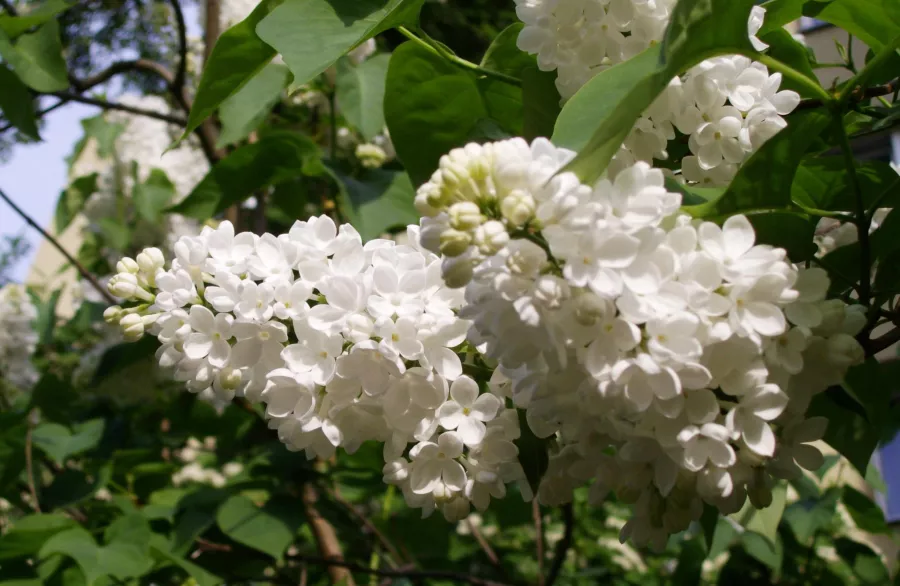 Leylak 'Mme Florent Stepman' - Syringa vulgaris 'Mme Florent Stepman'