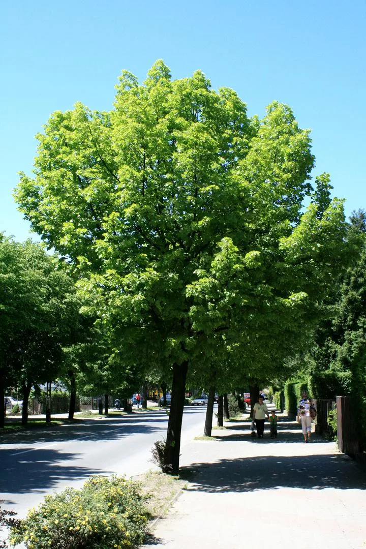 Holandská limetka 'Pallida' - Tilia x europaea 'Pallida'=T. intermedia 'Pallida'=T. vulgaris 'Pallida'=T. hollandica 'Pallida'
