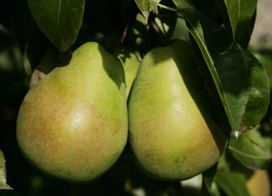 Круша 'Lukasówka' - Pyrus communis 'Lukasówka'