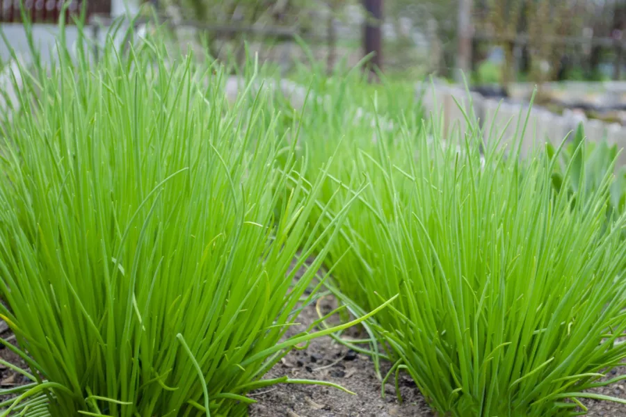 Чесън лук=див лук - Allium schoenoprasum