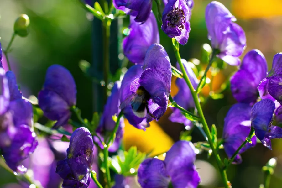 Aconitum клюнен - ​​Aconitum variegatum