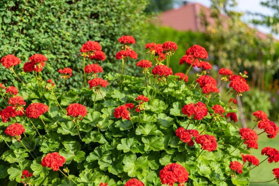 Pelargonium calliope - грижи, отглеждане, болести, свойства