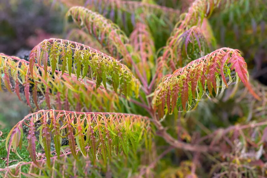 Rhus typhina 'Dissecta'