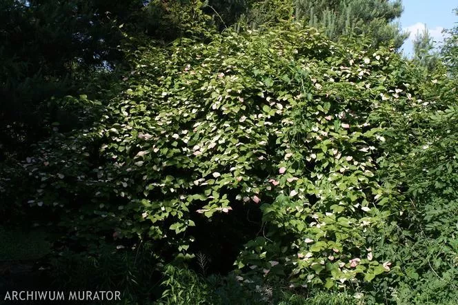 Actinidia kolomikta - Актинидия коломикта