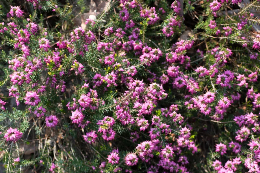 Blood Heather 'Myretoun Ruby' - Erica carnea 'Myretoun Ruby'