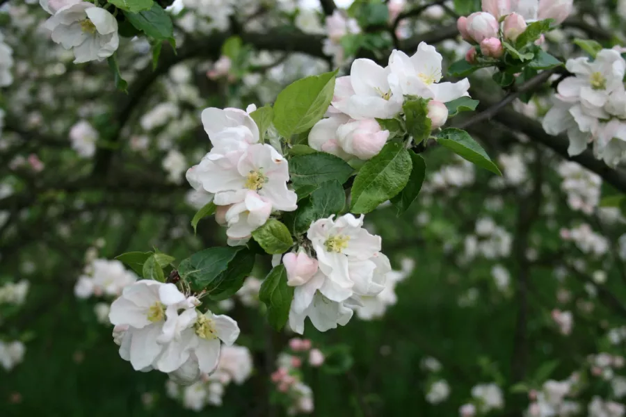 Домашно ябълково дърво - Malus domestica