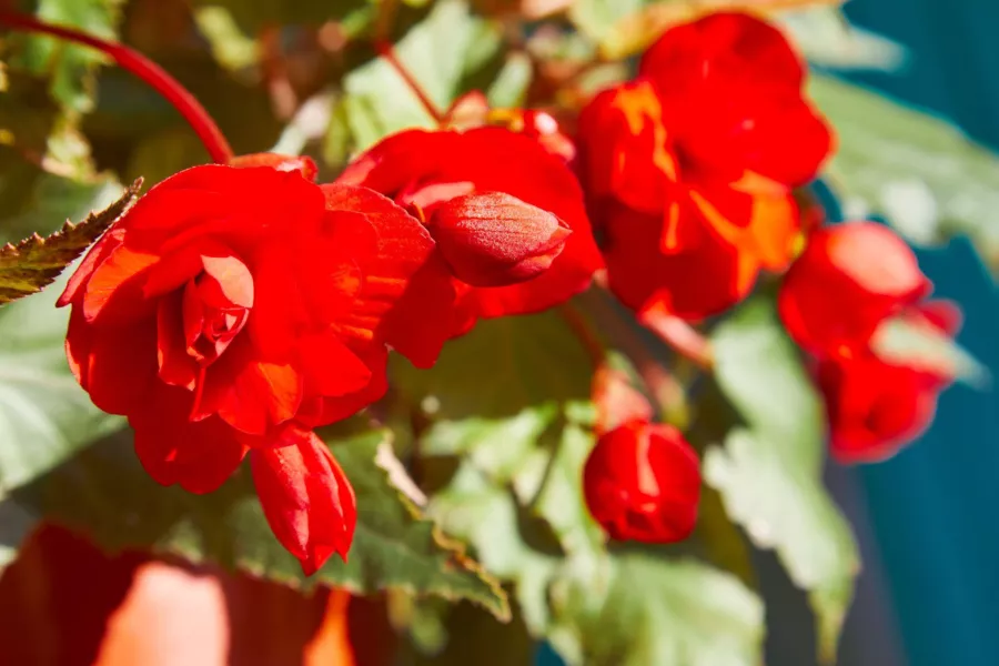 Gomoljasta begonija - Begonia tuberhybrida