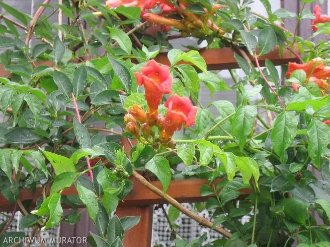 American Millin - Campsis radicans