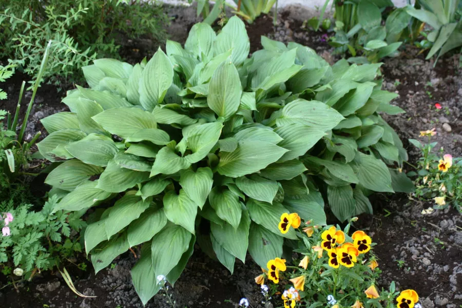 Hosta ventricosa