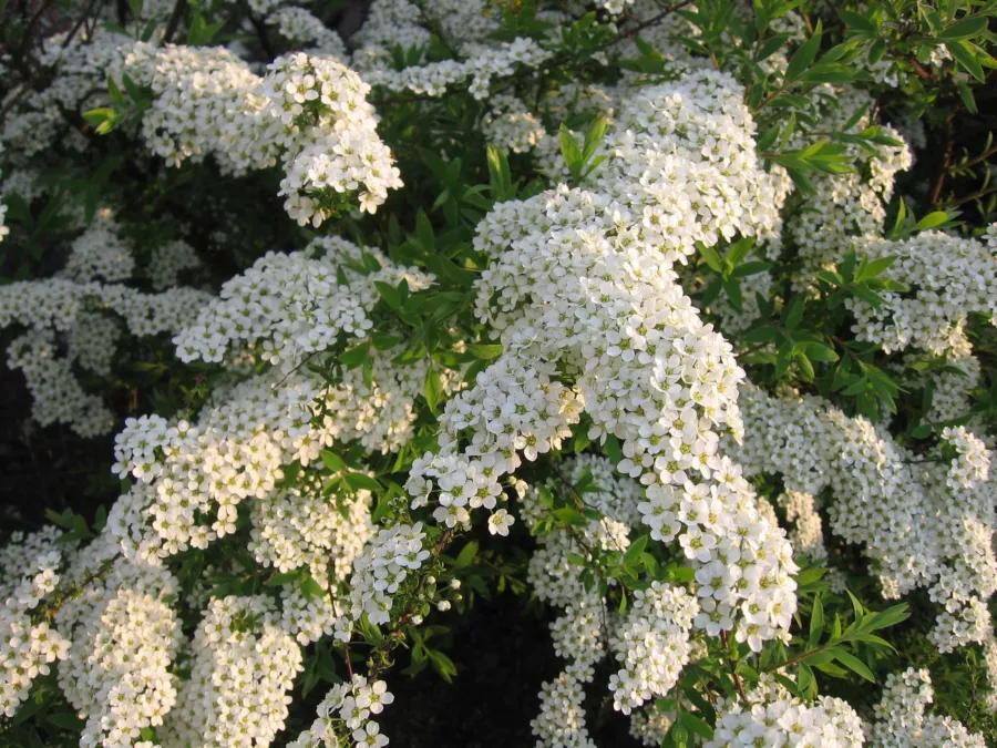 Spiraea x cinerea 'Grefsheim'