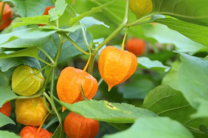 Physalis alkekengi