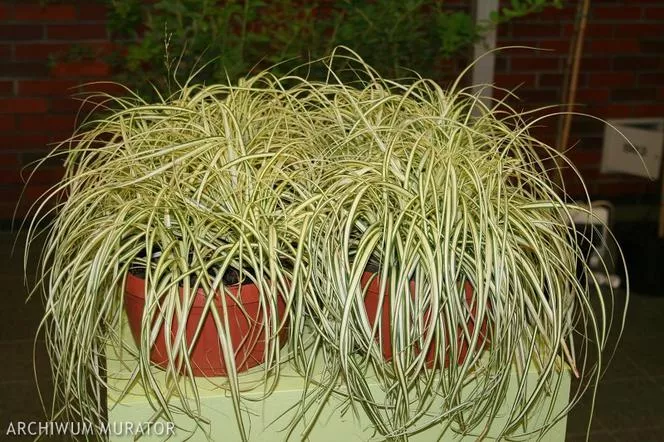 Oshima sedge 'Evergold' - Carex oshimensis 'Evergold'