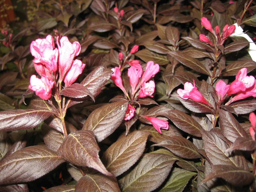 Weigela čudovita 'Verweig 3' PBR (MINOR BLACK) - Weigela florida 'Verweig 3' PBR (MINOR BLACK)