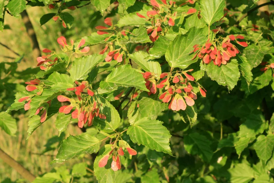 Татарски клен - Acer tataricum