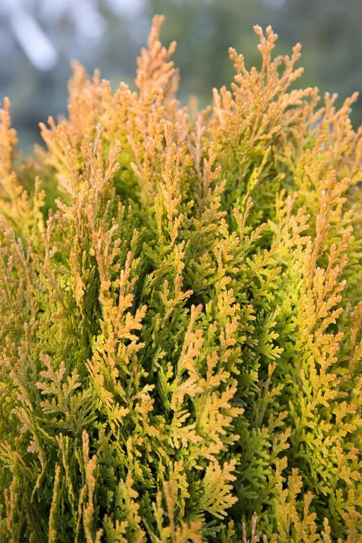 Doğu Biyotası 'Aurea Nana' - Platycladus orientalis 'Aurea Nana'=Mazı orientalis 'Aurea Nana'