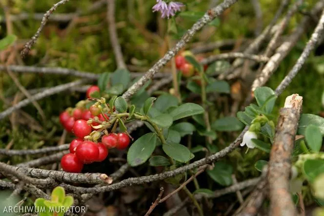 Черна боровинка - Vaccinium vitis-idaea