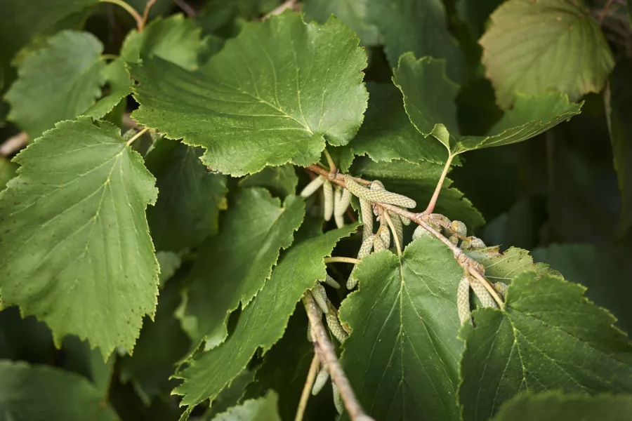 Турска леска - Corylus colurna