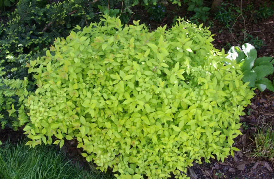 Spiraea japonica 'Goldmound'=Spiraea x bumalda 'Goldmound'