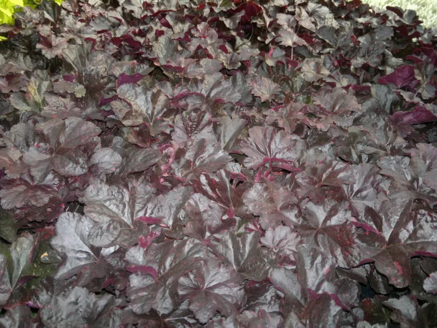 Heuchera 'Midnight Rose'