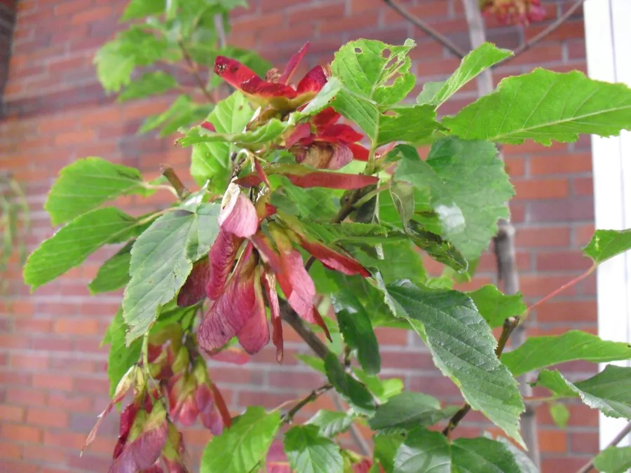 Татарски клен "Hot Wings" - Acer tataricum "Hot Wings"